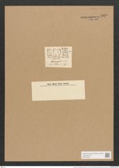 Campylodiscus ehrenbergii Ralfs (de-Toni-Nr.: Genus 57, Species 2523) Zeichnungen Sammlung Grunow Nr. 5030 (NHMW-BOT-W0373287)